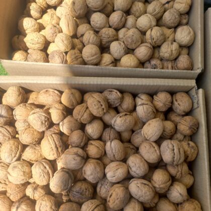 Kashmiri Dryfruits walnut one tree large