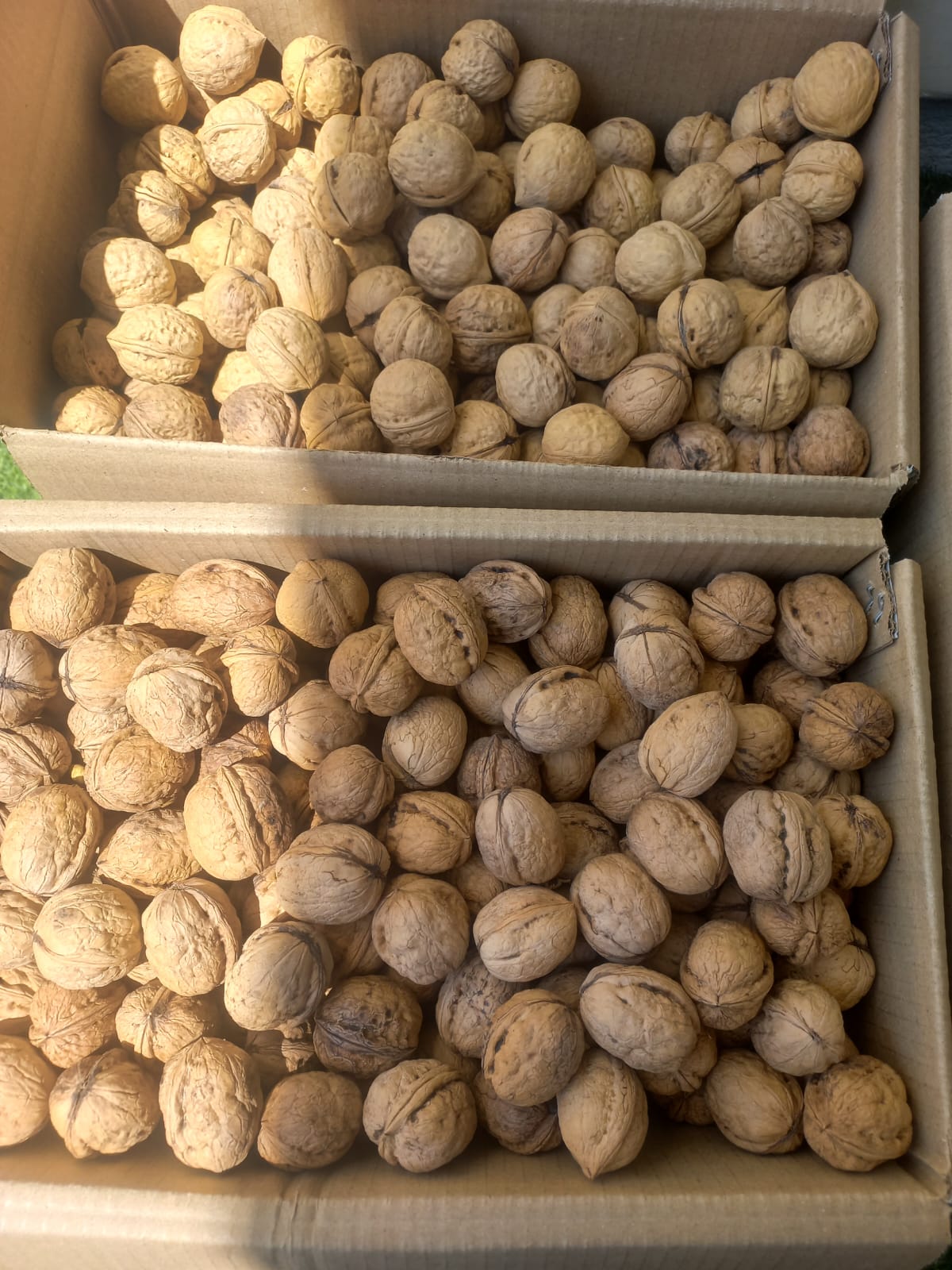 Kashmiri Dryfruits walnut one tree large