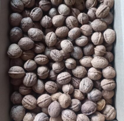 walnut medium