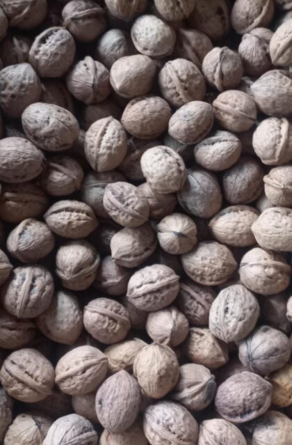 walnut medium